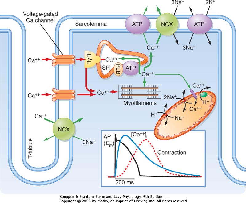 reticulum calcium-atpase), thus lowering the cytosolic Ca 2+ concentration and removing Ca 2+ from the TN-C.