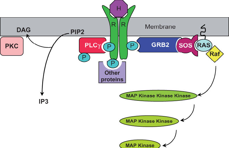 FIGURE 1.23 Phosphorylation of tyrosines on dimerized receptors (R) following hormone (H) binding provides docking sites for the attachment of proteins that transduce the hormonal signal.