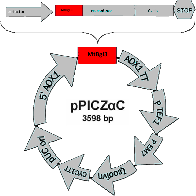 Εικόνα 31: Απεικόνιση του πλασμιδίου ppiczαc μετά την κλωνοποίηση της αλληλουχίας ΜtBgI3 όπου διακρίνονται: ο υποκινητής του γονιδίου ΑΟΧ1, η αλληλουχία που κωδικοποιεί την ανασυνδυασμένη πρωτεΐνη