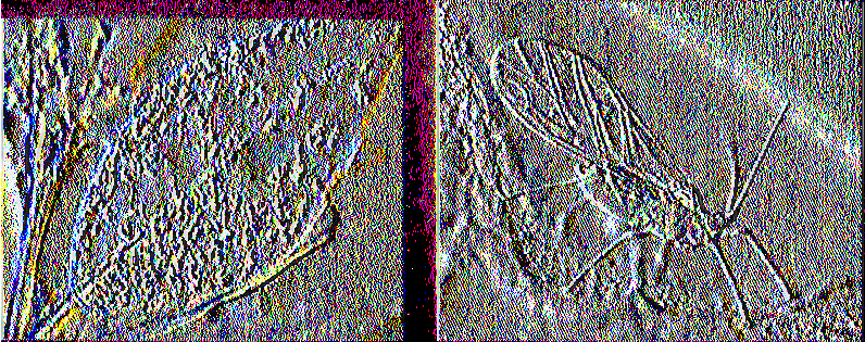 Αφίδες Αρίδες (Ψείρες - ΜελίγκραΜ Εικόνα 2.11 και 2.12: Αφίδες στο φύλλωμα των ipimov(https://www.google.gr/imghp?