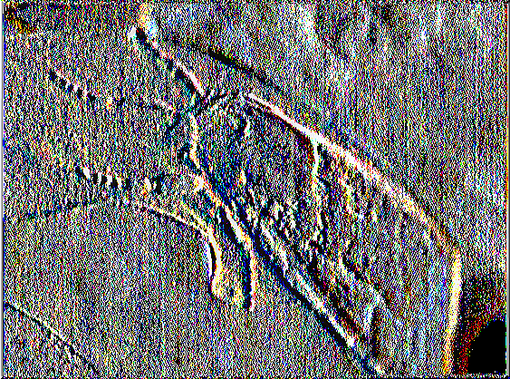 4.5 Λεπιδόπτερα - Σκόρος Εικόνα 2.8 : Σκόρος(1πΐρ5://\ν\ννν^θ(ψΐ6. ι /ίηι 1ιρ?1ι1=εη&ΐ3ύ=ννί) Η οικογένεια των Τινεϊδών, στην οποία ανήκει ο σκόρος των ρούχων, αριθμεί πάνω από 2.
