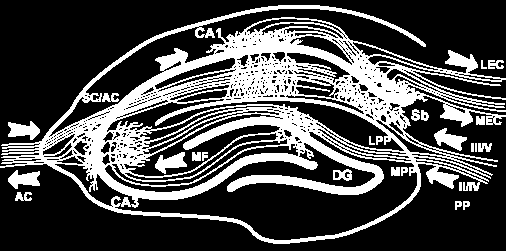 κυρίως της περιοχής CA3 (Eichenbaum, 2004).