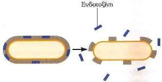 Ενδοτοξίνες Μέρος της εξωτερικής μεμβράνης κυτταρικού τοιχώματος Gram-αρνητικών Λιποπρωτεΐνες Φωσφολιπίδια Λιποπολυσακχαρίτες (LPS) Λιπίδιο Α = ενδοτοξίνη Ενδοτοξίνες = LPS Εξωτοξίνες =πρωτεΐνες Κατά