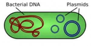 4. Πλασμίδια Μικρά, κυκλικά μόρια DNA χωρίς σύνδεση με βακτηριακό χρωμόσωμα Ανεξάρτητος πολλαπλασιασμός Αντοχή στα αντιβιοτικά Παράγοντες λοιμογονικότητας Νευροτοξίνη τετάνου Θερμοευαίσθητη