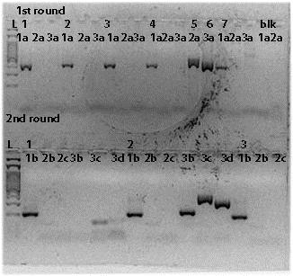 Bcr/abl Mix1a,1b:Abl, internal cntrl Mix 2a, 2b,2c: p190 Mix