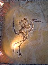 Archaeopteryx