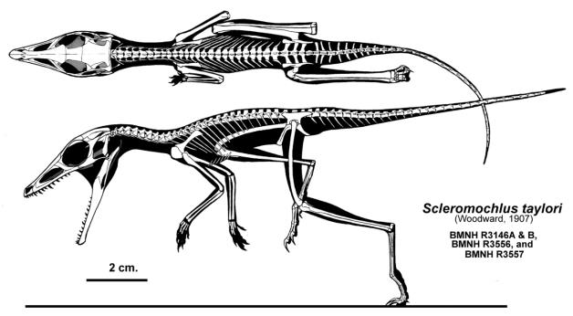 Crurotarsi