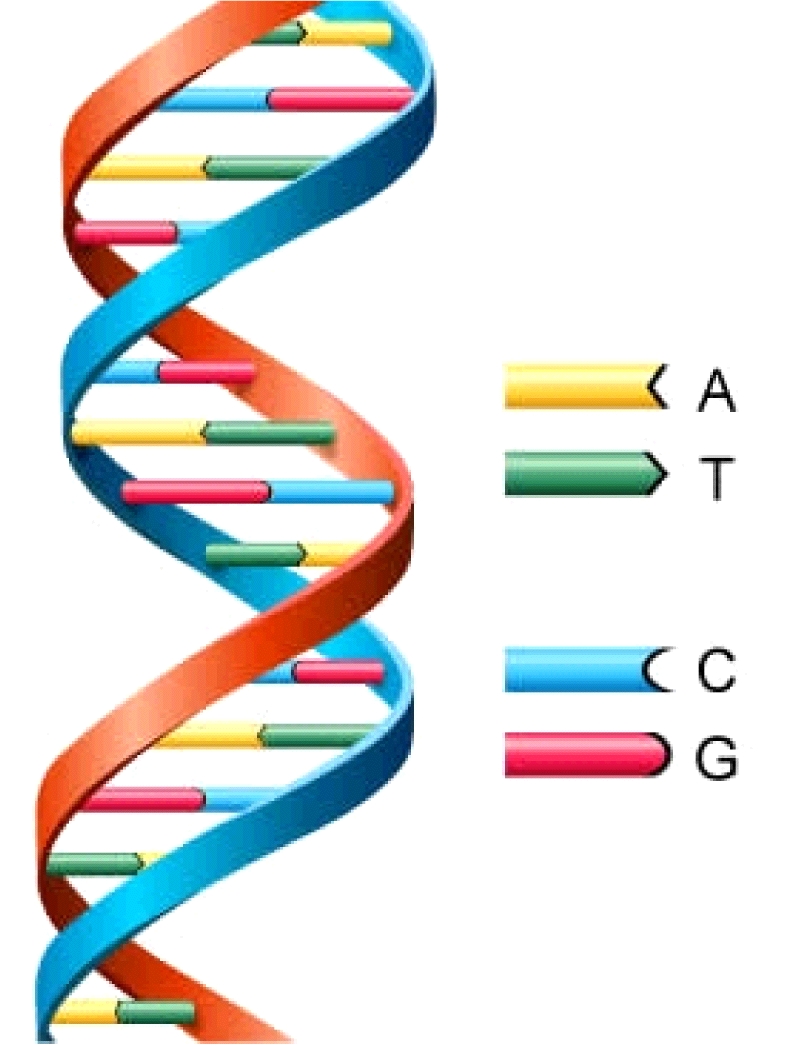 3 Posredno branje zaznavanja DNA proteinov.................... 9 3.4 Kristalna površina lahko razbere strukturne kode DNA.