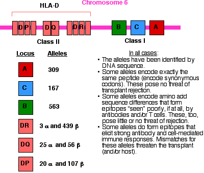 ΜΕΙΖΟΝ ΣΥΜΠΛΕΓΜΑ ΙΣΤΟΣΥΜΒΑΤΟΤΗΤΑΣ (MHC) Αντιγόνα των Λευκοκυττάρων του ανθρώπου (HLA) MHC σύνολο πολυμορφικών γονιδίων (χρωματόσωμα 6) τα οποία