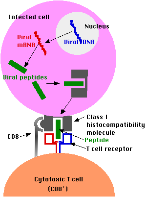 HLA CLASS I ΣΥΝΔΕΣΗ ΜΕ ΑΝΤΙΓΟΝΙΚΟ ΠΕΠΤΙΔΙΟ α1/α2 ΠΡΟΣΔΕΣΗ ΣΤΑ ΑΚΡΑ