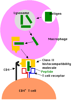 HLA CLASS II ΣΥΝΔΕΣΗ ΜΕ ΑΝΤΙΓΟΝΙΚΟ ΠΕΠΤΙΔΙΟ α1/β1 ΠΡΟΣΔΕΣΗ ΣΕ ΟΛΟ ΤΟ ΜΗΚΟΣ ΤΟΥ ΠΕΠΤΙΔΙΟΥ CD4+ ΒΟΗΘΗΤΙΚΑ ΚΥΤΤΑΡΑ