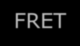 FRET (Fluorescence Resonance Energy Transfer) using adjacent hybridization probes real-time