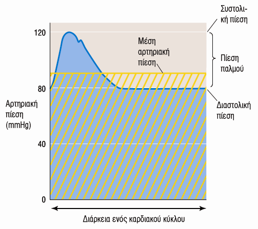 Μεταβολή της Αρτηριακής Πίεσης συναρτήσει του Χρόνου Η Αρτηριακή Πίεση μεταβάλλεται κυκλικά μεταξύ της μέγιστης Συστολικής (120mmHg ) και της ελάχιστης Διαστολικής (80mmHg).