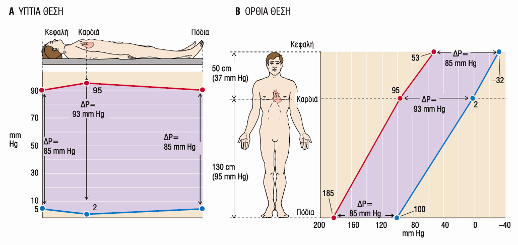 Αρτηριακή και Φλεβική Πίεση σε Οριζόντια και Όρθια Θέση Η Βαρύτητα προκαλεί Διαφορά Υδροστατικής Πίεσης όταν υπάρχει Υψομετρική Διαφορά Δh.