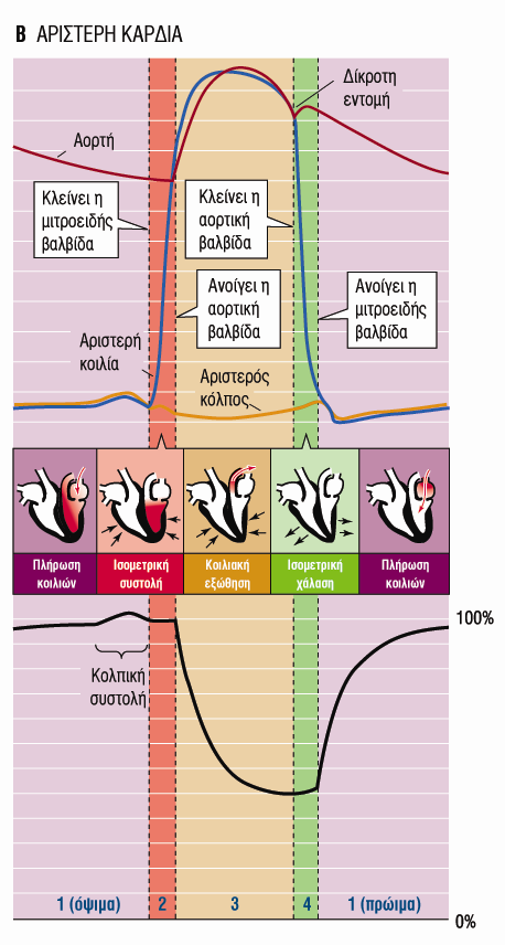 Διαστολή Συστολή Διαστολή 120 (Συστολική) 100 ) Καρδιακός Κύκλος 80 (Διαστολική) 60 40 20 0 Πίεση (mm Hg) Μέση Πίεση : 95mmHg 120 ml Τελοδιαστολικός όγκος 120ml :Τελοδιαστολικός Όγκος (Προφορτίο)