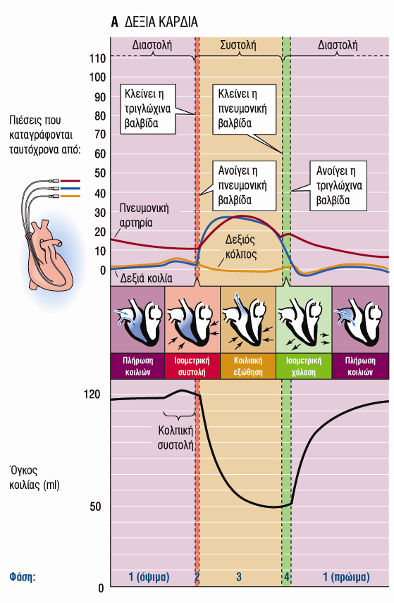 Καρδιακός Κύκλος Πιέσεις Μέση Πίεση :16mmHg 120ml :Τελοδιαστολικός