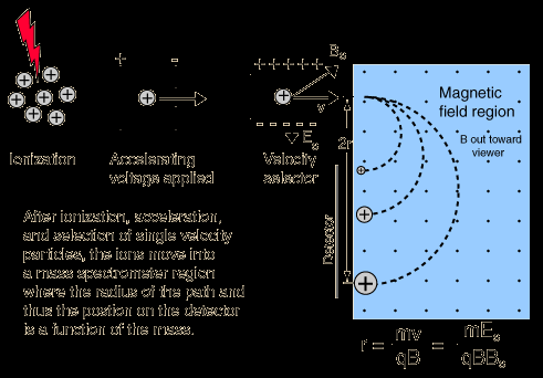 Μέτρηση της μάζας πυρήνων με φασματογράφο μάζας Αρχή λειτουργίας του φασματογράφου μάζας Ο επιλογέας ταχύτητας (Velocity Selector) έχει και ηλεκτρικό και μαγνητικό πεδίο, κάθετα μεταξύ τους, που