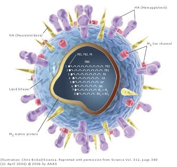 Nebunkové organizmy Čo je vlastne vírus?
