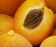 Apricot Kayısı Caisă Χρυσόμηλο