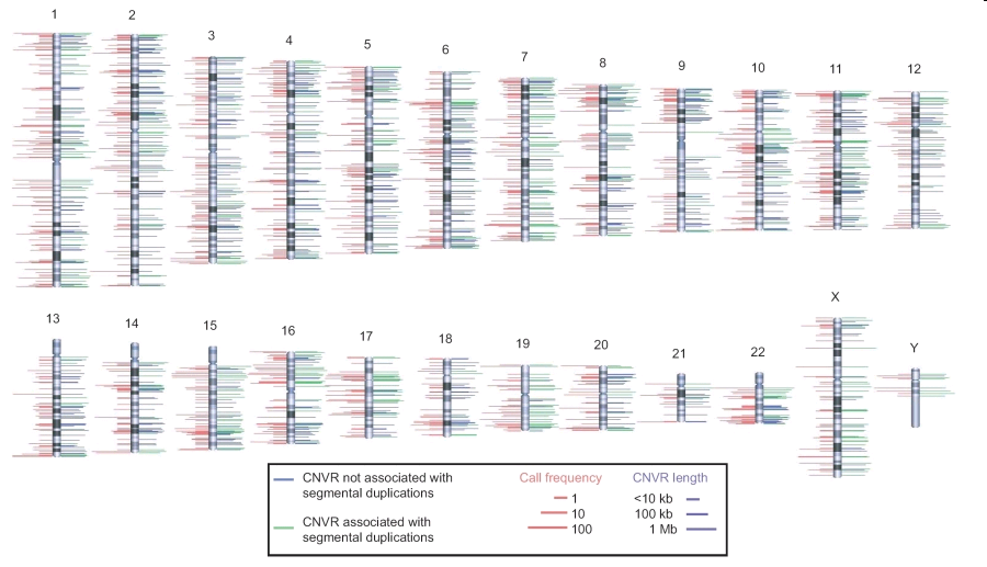 The chromosomal locations of 1,447 CNVRs are indicated by lines to either side of the ideograms.