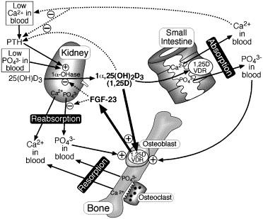 Steroid Biochemistry &