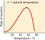 kadar tindak bals enzim meningkat 2x Suhu optimum t/bls enzim pd suhu 40⁰C