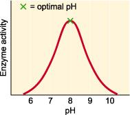 ph 7 Kecuali enzim pepsin bertindak pada ph 1.5-2.