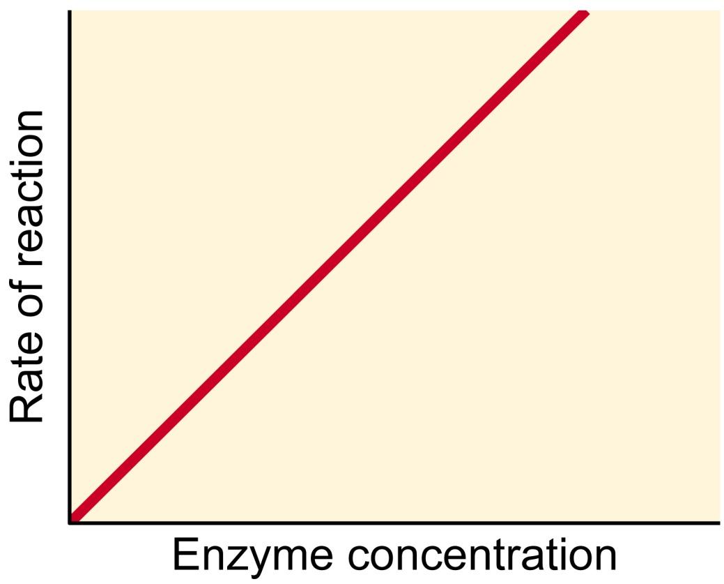 Kesan kepekatan enzim Jumlah enzim α kadar t/bls Lbh banyak enzim, lebih banyak tapak