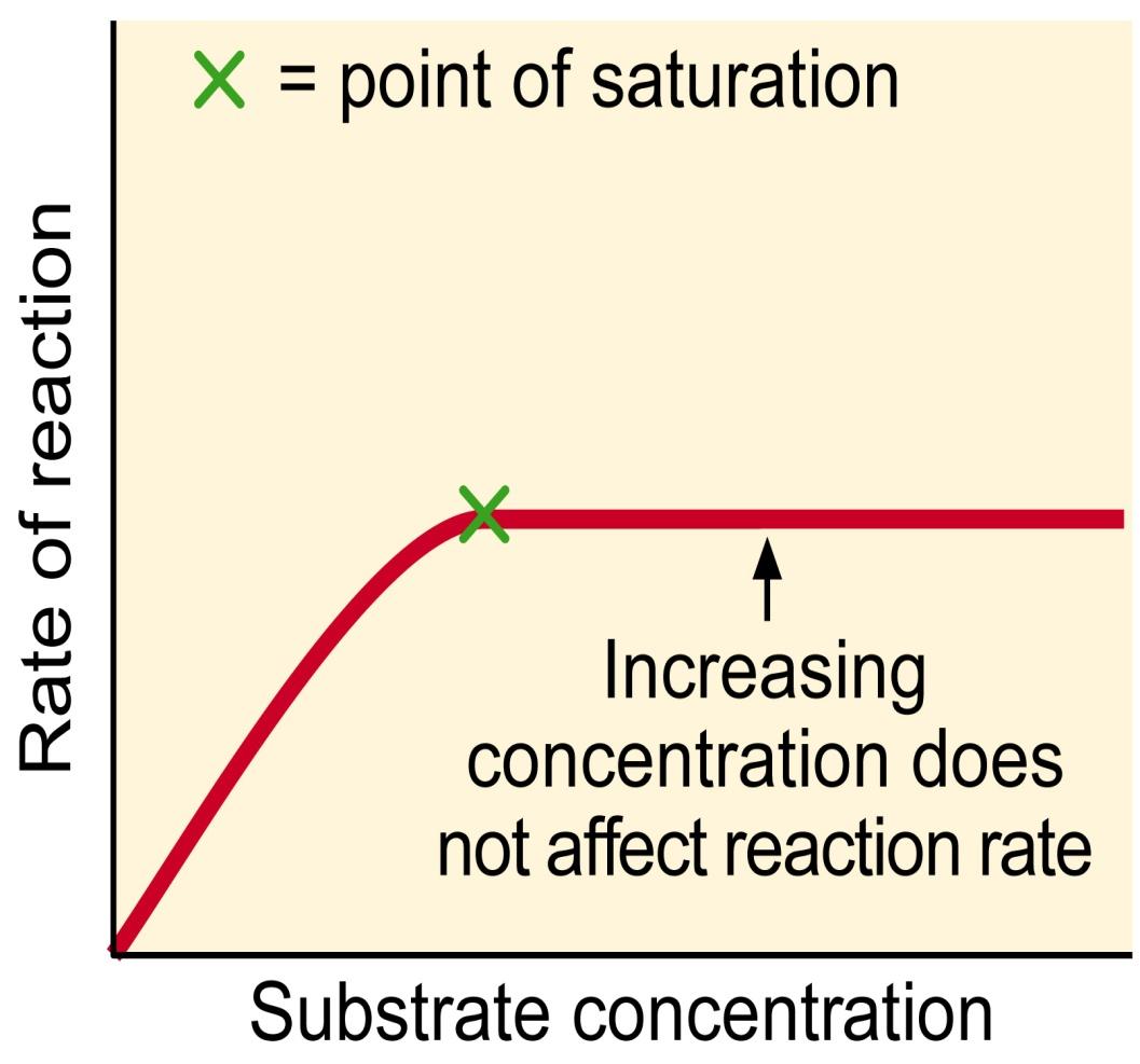 Kesan kepekatan substrat Kepekatan enzim adalah malar Peringkat awal- pertambahan substrat akan meningkatkan kadar t/bls Apabila