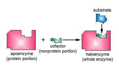 KOFAKTOR