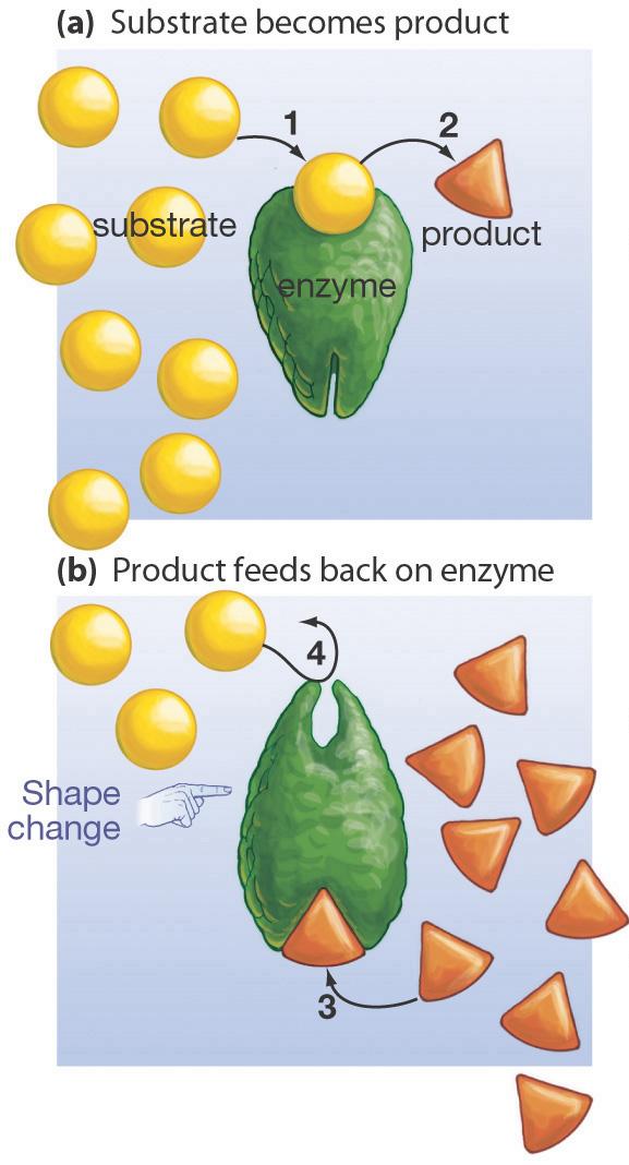 PERENCAT ENZIM Merupakan suatu bahan yang melambat atau menghalang aktiviti enzim.