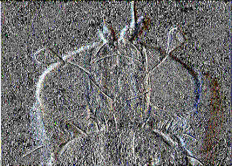 ΕΙΚΟΝΑ 1. Ενήλικο θηλυκό (πάνω) και ενήλικο αρσενικό (κάτω) της μύγας της Μεσογείου ΕΙΚΟΝΑ 2.