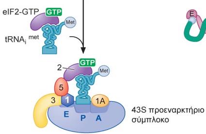 Σχηματισμός του προεναρκτήριου συμπλόκου 43S Καθώς το ευκαρυωτικό ριβόσωμα ολοκληρώνει έναν κύκλο μετάφρασης, διαχωρίζεται στις υπομονάδες του από τέσσερεις παράγοντες έναρξης (eif1, eif1a,