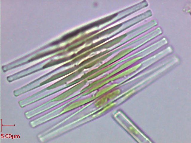 3. Άθροισμα (Φύλο - Division) Chrysophyta ή Κλάση Chrysophyceae - Χρυσοφύκη Διάτομα Τάξη Diatomales της