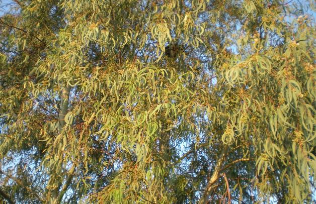 2.8.2. Δασικές Ενεργειακές Καλλιέργειες Οι κυριότερες δασικές ενεργειακές καλλιέργειες είναι ο ευκάλυπτος (Eucalyptus globules Labill και Eucalyptus camaldulensis Dehnh) και η ψευδακακία (Robinia