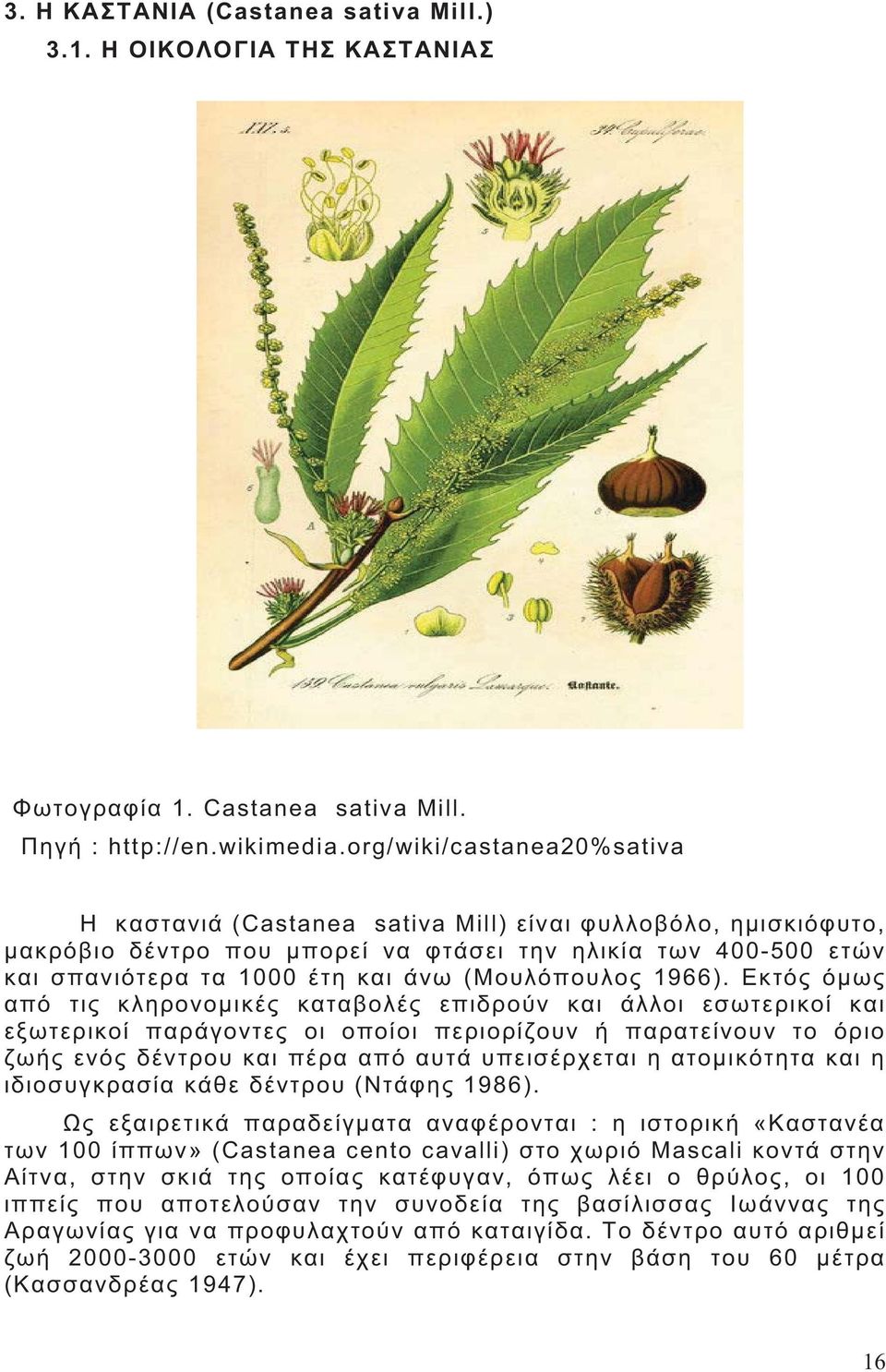 org/wiki/castanea20%sativa (Castanea sativa Mill),, 400-500