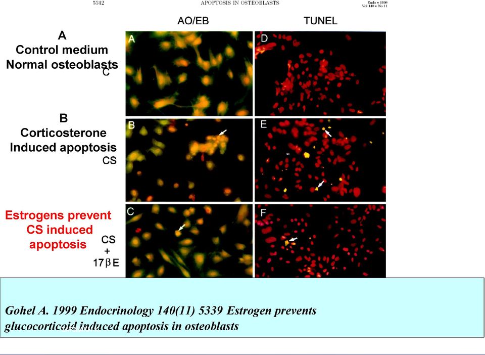 apoptosis Gohel A.