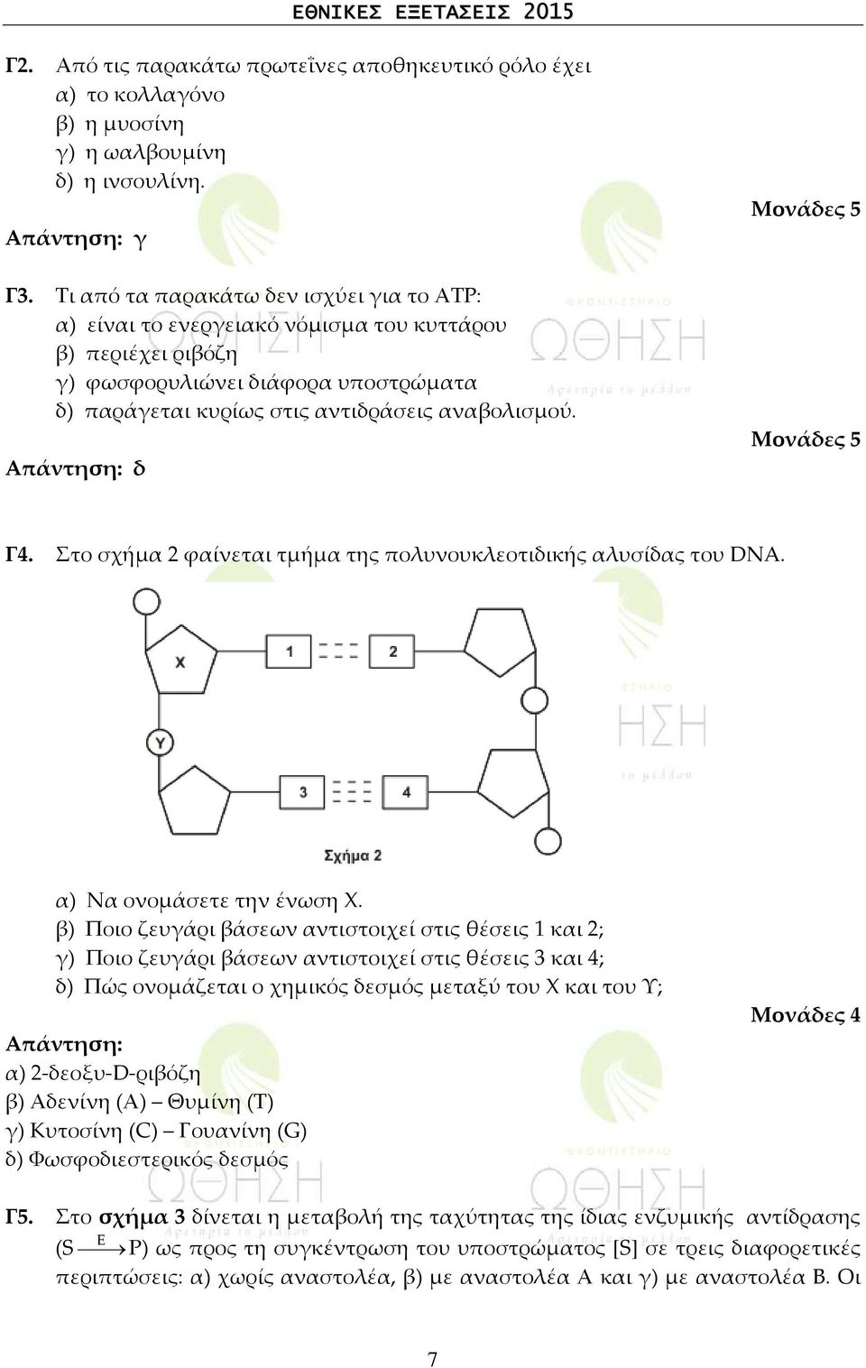 Απάντηση: δ Μονάδες 5 Γ4. Στο σχήμα 2 φαίνεται τμήμα της πολυνουκλεοτιδικής αλυσίδας του DNA. α) Να ονομάσετε την ένωση Χ.