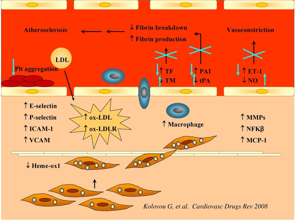 E-selectin P-selectin ICAM-1 ox-ldl ox-ldlr Macrophage MMPs