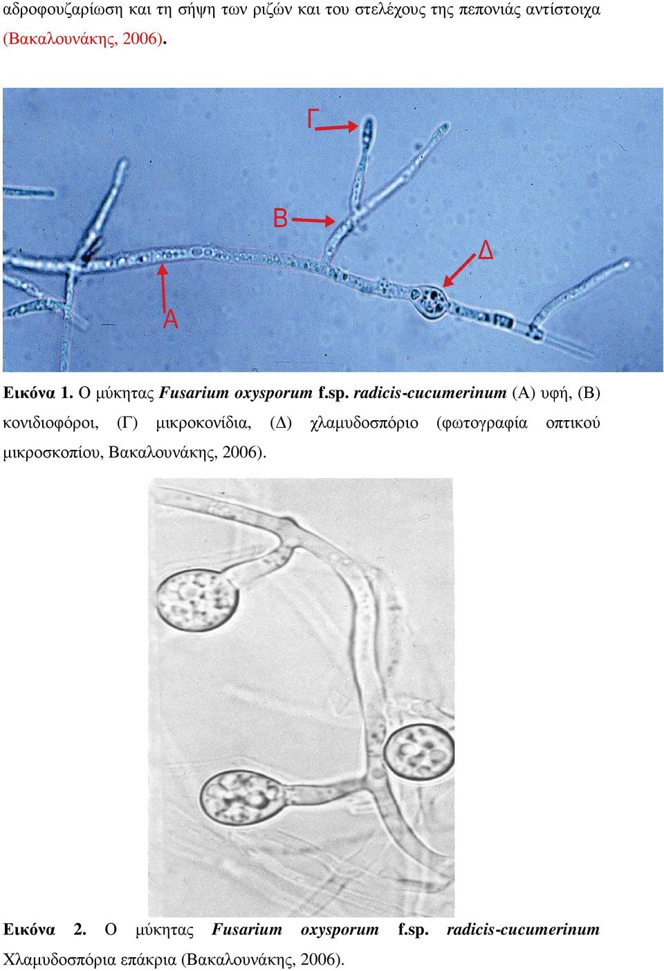 rum f.sp.