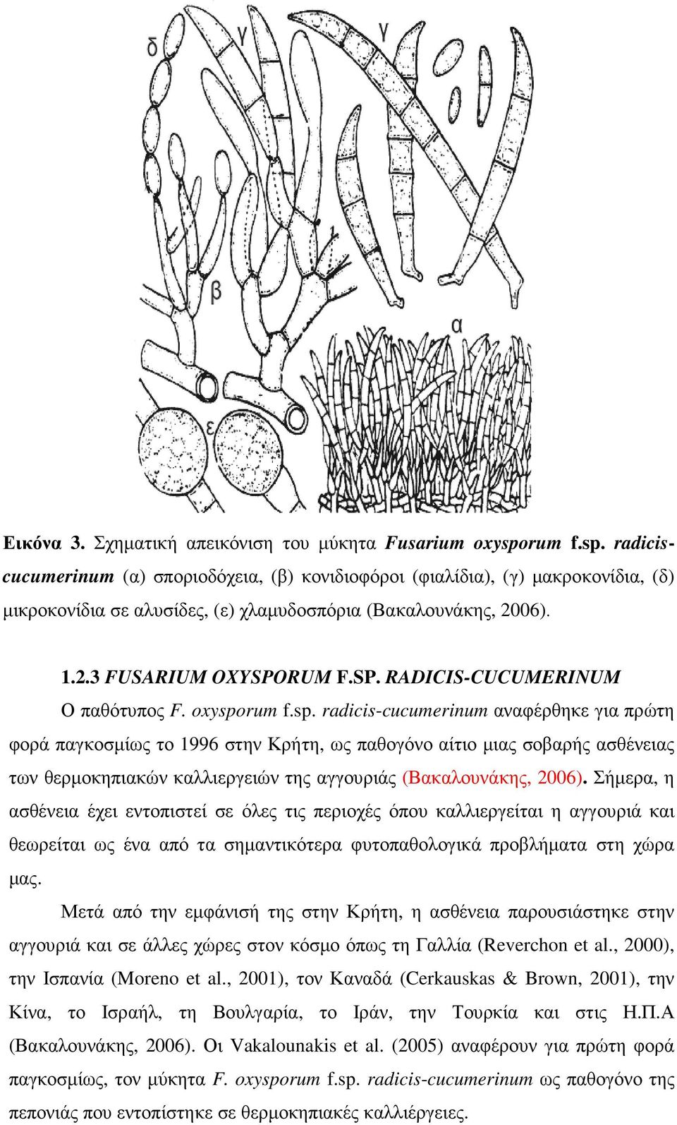 RUM F.SP. RADICIS-CUCUMERINUM Ο παθότυπος F. oxyspo