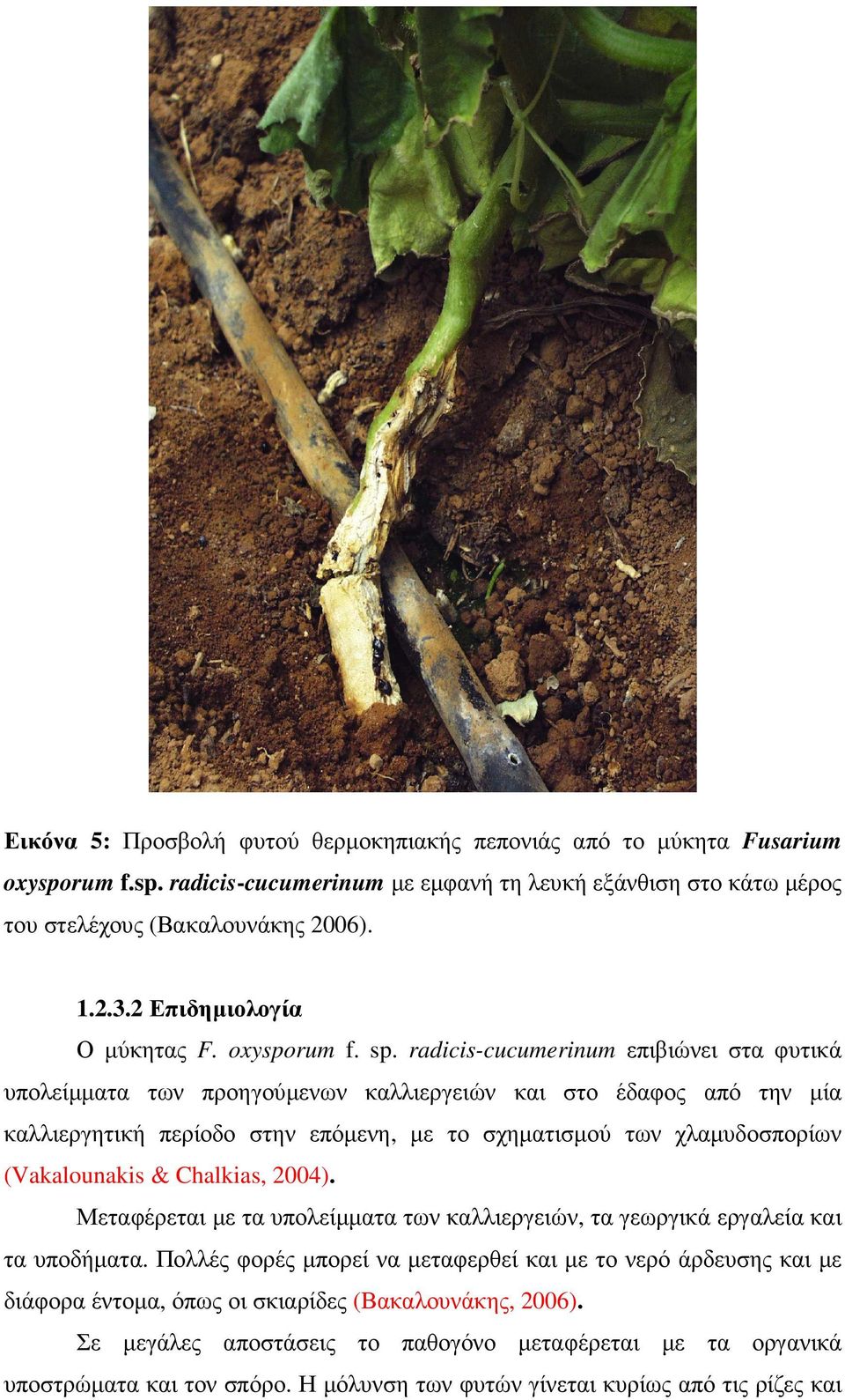 radicis-cucumerinum επιβιώνει στα φυτικά υπολείµµατα των προηγούµενων καλλιεργειών και στο έδαφος από την µία καλλιεργητική περίοδο στην επόµενη, µε το σχηµατισµού των χλαµυδοσπορίων (Vakalounakis &