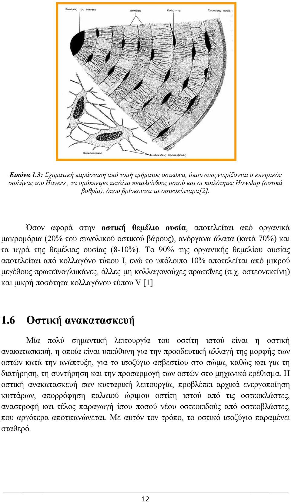 τα οστεοκύτταρα[2]. Όσον αφορά στην οστική θεμέλιο ουσία, αποτελείται από οργανικά μακρομόρια (20% του συνολικού οστικού βάρους), ανόργανα άλατα (κατά 70%) και τα υγρά της θεμέλιας ουσίας (8-10%).