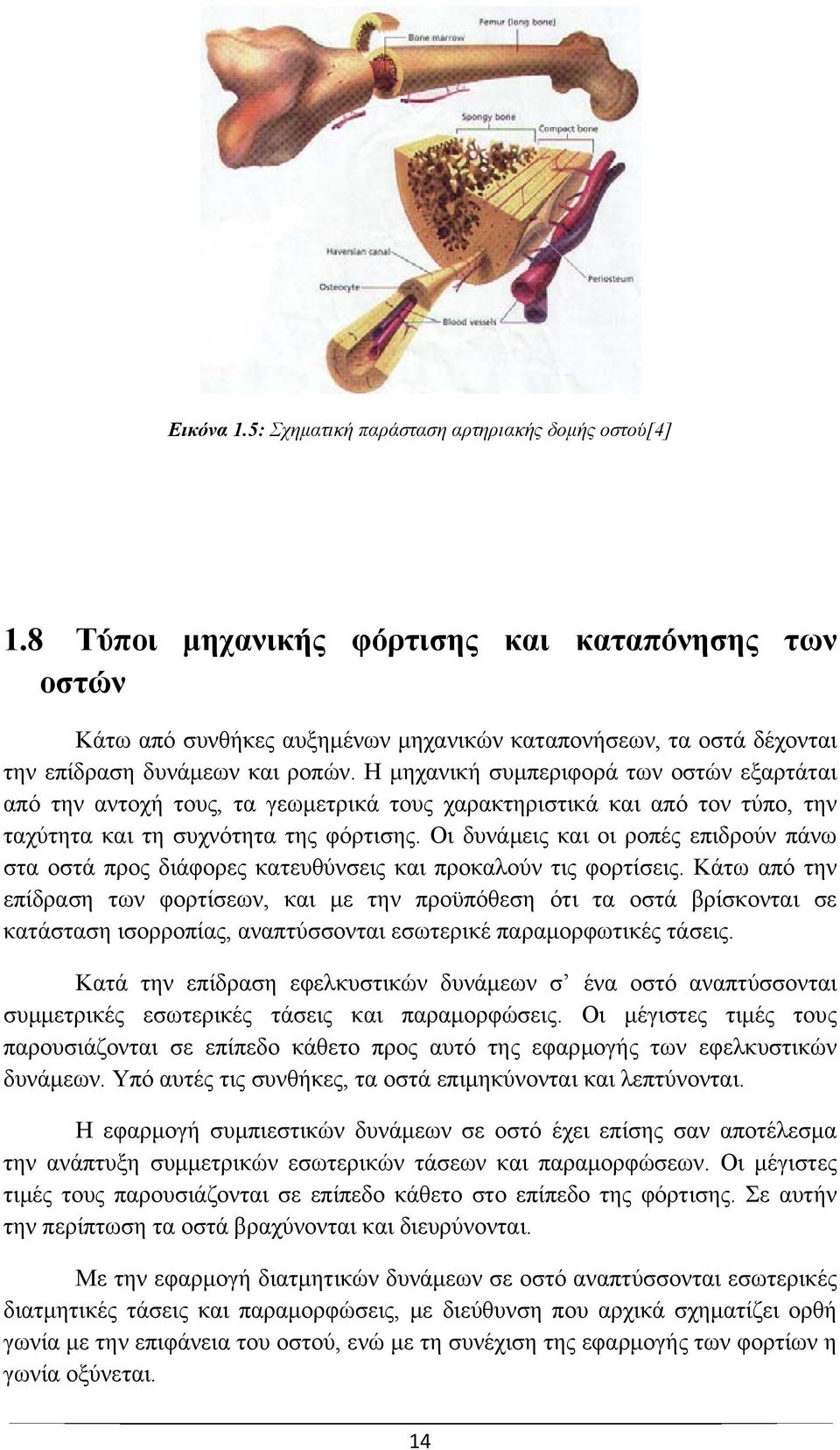 Η μηχανική συμπεριφορά των οστών εξαρτάται από την αντοχή τους, τα γεωμετρικά τους χαρακτηριστικά και από τον τύπο, την ταχύτητα και τη συχνότητα της φόρτισης.