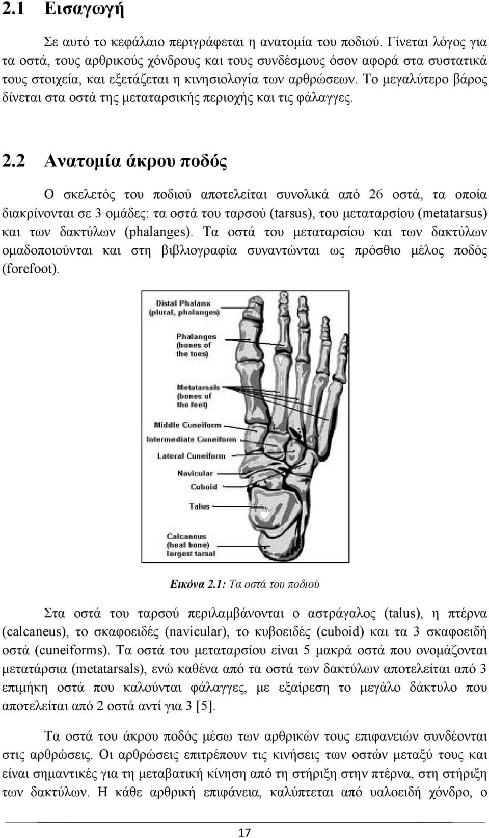 Το μεγαλύτερο βάρος δίνεται στα οστά της μεταταρσικής περιοχής και τις φάλαγγες. 2.