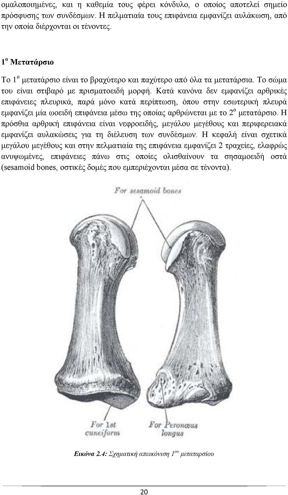 Κατά κανόνα δεν εμφανίζει αρθρικές επιφάνειες πλευρικά, παρά μόνο κατά περίπτωση, όπου στην εσωτερική πλευρά εμφανίζει μία ωοειδή επιφάνεια μέσω της οποίας αρθρώνεται με το 2 ο μετατάρσιο.