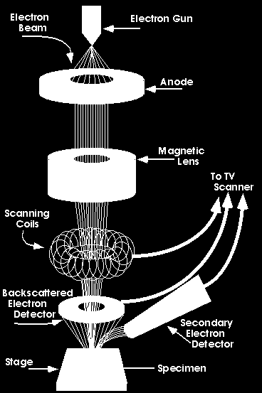 4.3.3: Ηλεκτρονικό Μικροσκόπιο Σάρωσης (Scanning Electron Microscope, SEM) Το Ηλεκτρονικό Μικροσκόπιο Σάρωσης (Scanning Electron Microscope SEM) χρησιμεύει για την παρατήρηση επιφανειών και σε