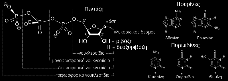 DNA Εικονα 1 νουκλεοτίδια Η γουανίνη, η αδενίνη, η