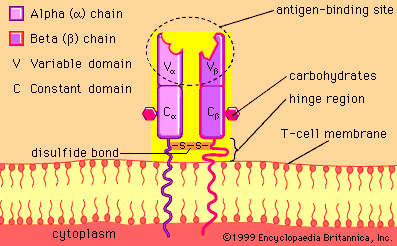 Ο υποδοχέας του Τ λεμφοκυττάρου (TCR) Eτεροδιμερές μόριο που αποτελείται από δύο πολυπεπτιδικές αλυσίδες, α και β ή γ και δ.