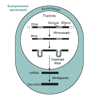 Έλεγχος της πρωτεïνοσύνθεσης Μικρές μόνο περιοχές του DNA μεταγράφονται και μερικά μόνο τμήματα RNA μεταφράζονται Μια πρωτεΐνη είναι λειτουργική μόνο όταν έχει «σωστή διαμόρφωση» που καθορίζεται από